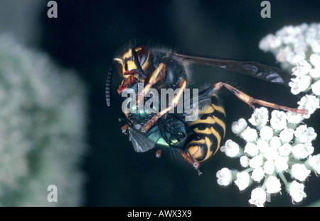 Wasp comune (Vespula vulgaris, Paravespula vulgaris), il ritratto di un singolo animali con un catturato fly Foto Stock