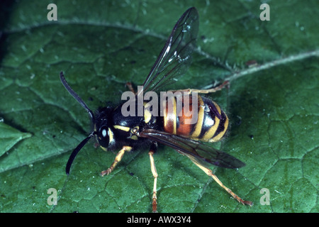 Red wasp (Vespula rufa, Paravespula rufa), il ritratto di un singolo animale Foto Stock