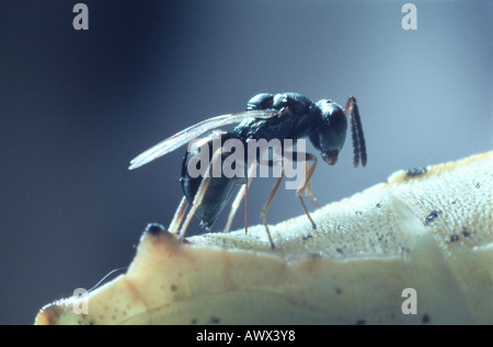 Vespe parassita (Chalcidoidea), eclosing di butterfly pupa Foto Stock