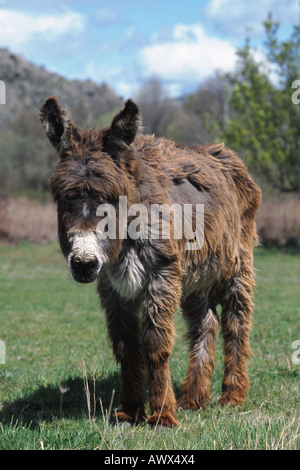 Asino domestico (Equus asinus f. asinus), in piedi su pascolo Foto Stock