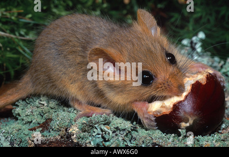 Moscardino, hazel ghiro (Muscardinus avellanarius), di alimentazione su un castagno Foto Stock