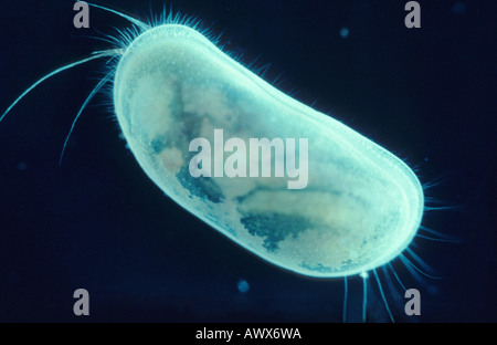 Ostracodi (scafo-coperta di crostacei), seme di gamberetti (Herpetocypris reptans) Foto Stock