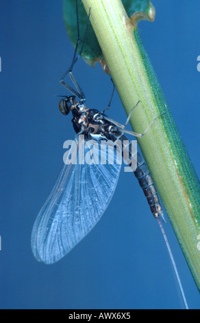 Pond olive dun (Cloeon dipterum) Foto Stock