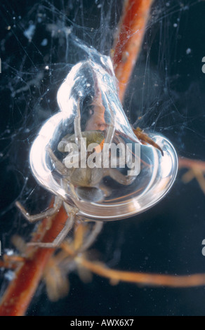 Unione ragno acqua (Argyroneta aquatica), in bolla sotto l'acqua Foto Stock