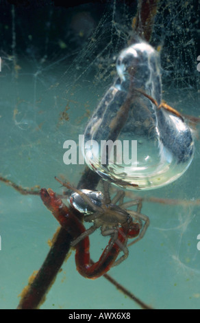 Unione ragno acqua (Argyroneta aquatica), in bolla sotto l'acqua; cattura bloodworm Foto Stock