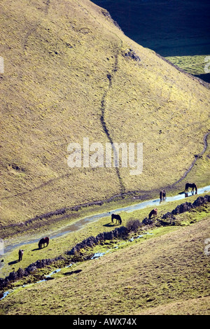 Cavalli selvaggi di bere da un flusso in una valle vicino a Tideswell nel Parco nazionale di Peak District, Derbyshire Foto Stock