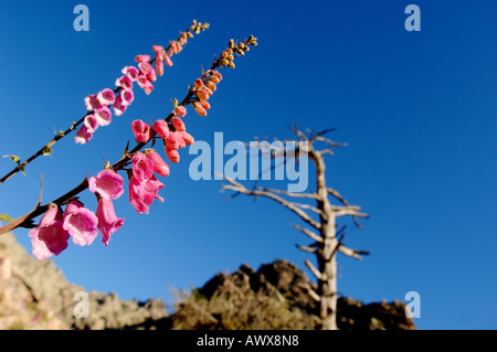 common foxglove, purple foxglove (Digitalis purpurea), mountain scenery of Corsica with foyglove, France, Corsica Foto Stock