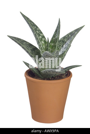 Partridge-breasted aloe (Aloe variegata), pianta in vaso Foto Stock