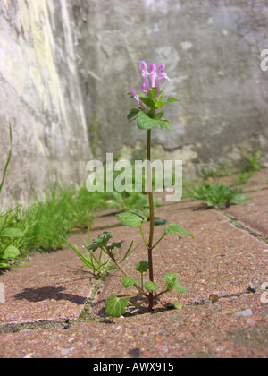 Henbit morti di ortica, deadnettle comune (Lamium amplexicaule), fioritura su un marciapiede, in Germania, in Renania settentrionale-Vestfalia, la zona della Ruhr Foto Stock