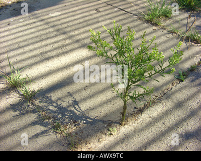 Narrowleaf pepperweed, stretto-lasciava pepperwort, peppergrass (Lepidium ruderale), su un marciapiede, Germania nord Rhine-Westphali Foto Stock