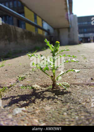 Common groundsel, old-man-in-the-molla (Senecio vulgaris), sull'area del Ruhr-University, in Germania, in Renania settentrionale-Vestfalia Foto Stock