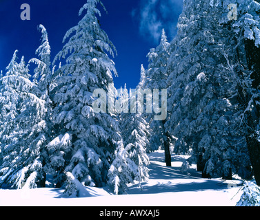 Sole brillante a seguito di una forte tempesta di neve accende un boschetto di abeti con rami piegarsi sotto il peso della neve fresca Foto Stock