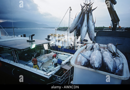 Tonno in contenitore sulla barca da pesca, dawn, Cairns, Australia Foto Stock