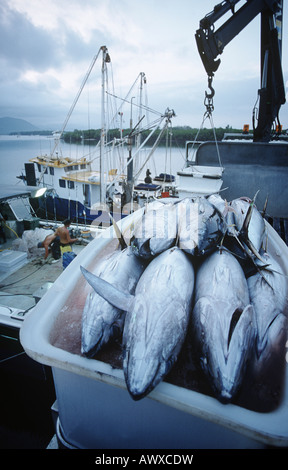 Tonno in contenitore sulla barca da pesca, dawn, Cairns, Australia Foto Stock