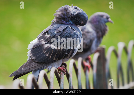 Due Colombe rock/piccioni si appollaia Columba livia Foto Stock