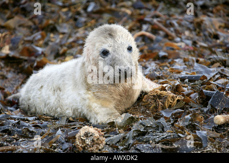 Regno Unito Scozia Gran Bretagna Atlantico guarnizione grigio Pup a meno di una settimana di età Foto Stock