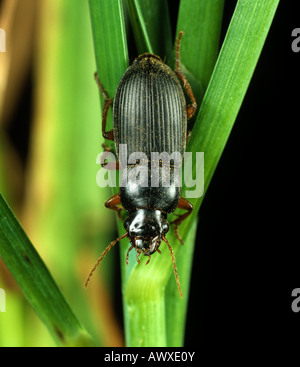 Seme di fragola beetle Harpalus rufipes predator benefico e il ritaglio di Pest Foto Stock