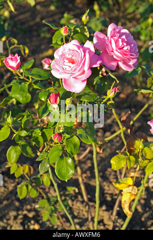 GAUJARD rosa Foto Stock