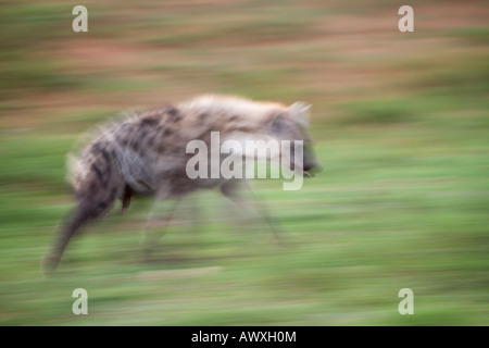 Spotted Hyena nel Movimento Africa del Sud Foto Stock