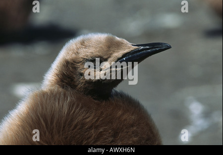 Regno Unito, Isola Georgia del Sud, capretti pinguino reale sulla spiaggia, vicino fino Foto Stock