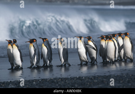Regno Unito, Isola Georgia del Sud, la colonia dei Pinguini re marching sulla spiaggia, vista laterale Foto Stock
