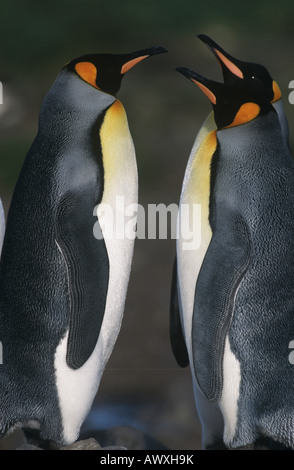 Regno Unito, Isola Georgia del Sud, due re pinguini contrapposti, vista laterale Foto Stock