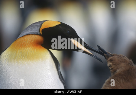 Regno Unito, Isola Georgia del Sud, re pinguino pulcino di alimentazione, close up Foto Stock