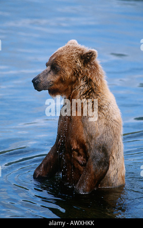 Stati Uniti d'America, Alaska Katmai National Park, l'orso bruno in acqua Foto Stock