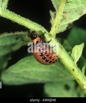 Colorado beetle Leptinotarsa decemlineata larva su una patata danneggiato Foto Stock