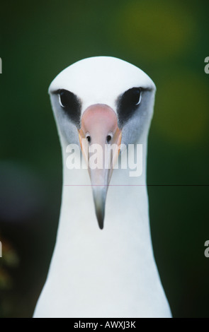 Close-up di Laysan Albatross (Phoebastria immutabilis), vista frontale Foto Stock