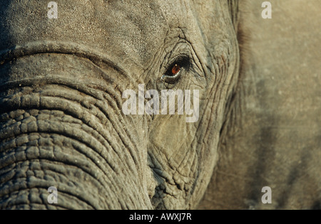 Close-up di elefante africano (Loxodonta africana), il fuoco selettivo Foto Stock