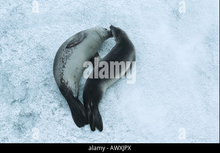 Two Weddell Seals (Leptonychotes weddellii) on ice, view from above Foto Stock