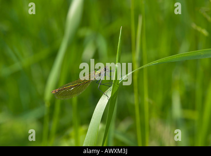 Femmina Calopteryx splendens - Nastrare Demoiselle Foto Stock