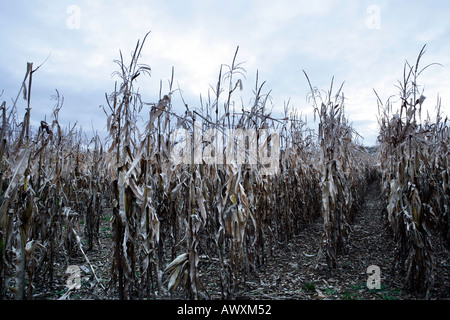 Campo del fallimento di raccolto di mais England Regno Unito Foto Stock