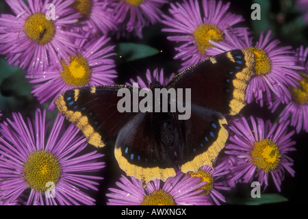 Lutto mantello Butterfly, Nymphalis antiopa, su purple aster fiori. Foto Stock