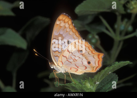 White farfalla pavone, Anartia jatrophae. Foto Stock