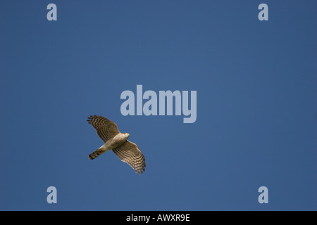 Sparviero Accipter nisus In volo da sotto Foto Stock