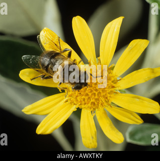 Drone fly Eristalis tenax adulto su un giallo fiore Compositae Foto Stock