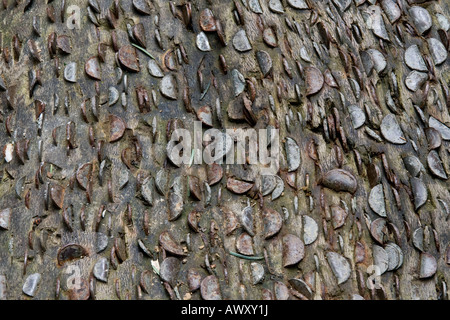Monete denaro incorporato nel tronco di albero vicino Aira Force Near Keswick Lake District Cumbria Foto Stock