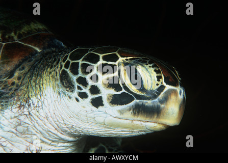Tartaruga Verde, close-up di testa Foto Stock