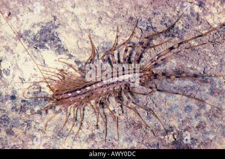 House Centipede, La scutigera Foto Stock