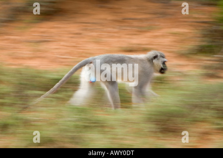 Scimmia Vervet Chlorocebus pygerythrus spostandosi a sud africa Foto Stock