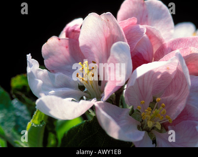 Cox Orange Pippin apple blossom Kent REGNO UNITO Foto Stock
