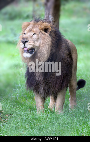 Leone asiatico (Panthera leo persica) Foto Stock