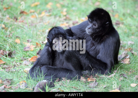 Nero colombiano di fronte-Spider Monkey (Ateles fusciceps robustus) Foto Stock