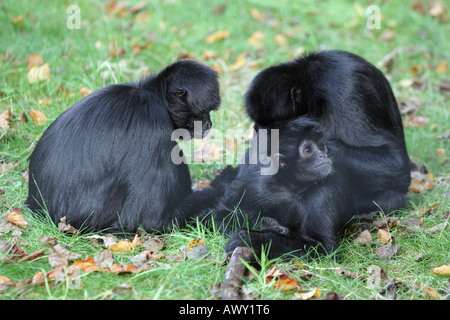 Nero colombiano di fronte-Spider Monkey (Ateles fusciceps robustus) Foto Stock