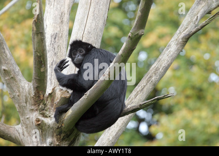 Nero colombiano di fronte-Spider Monkey (Ateles fusciceps robustus) Foto Stock