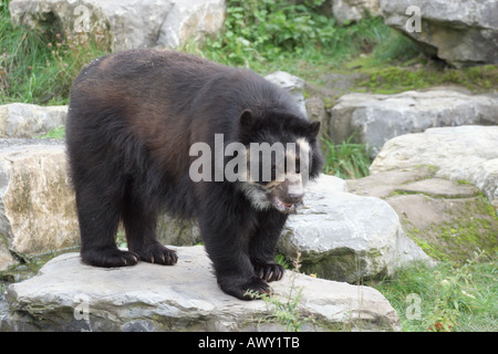 Spectacled Bear (Tremarctos ornatus) Foto Stock