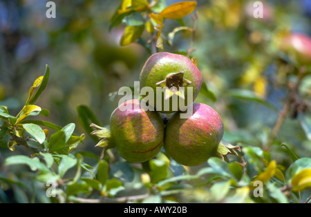 Tre Melograno frutti maturi su tree (Punica granatum) Foto Stock