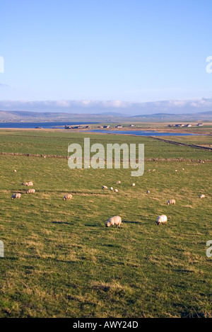 Dh SANDWICK ORKNEY gregge di ovini in campi Mill Diga di Rango Loch di Harray Foto Stock